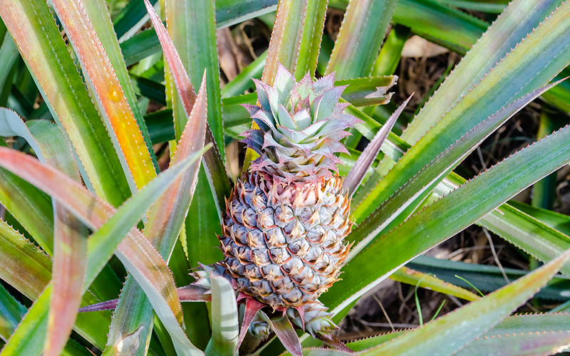 Pineapples grow on the ground.<br/><small>©Shutterstock/Marco Rubino</small>