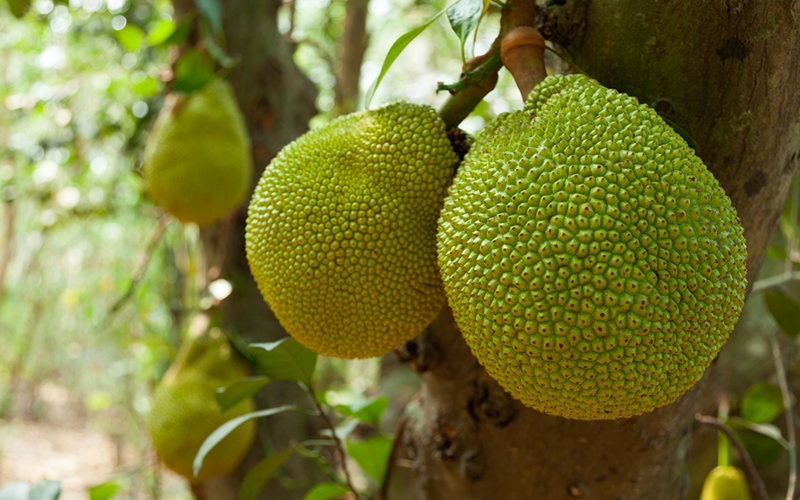 When<em> Uru</em>, the fruit of the breadfruit tree, is cooked, it looks similar to bread.<br/><small>©Shutterstock/ProStockStudio</small>